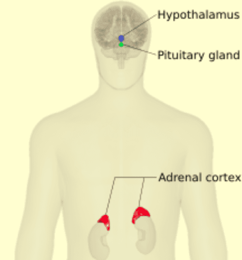 hormone imbalance graphic