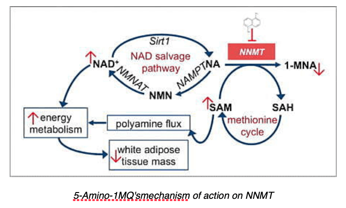 5-Amino-1MQ'smechanism of action on NNMT