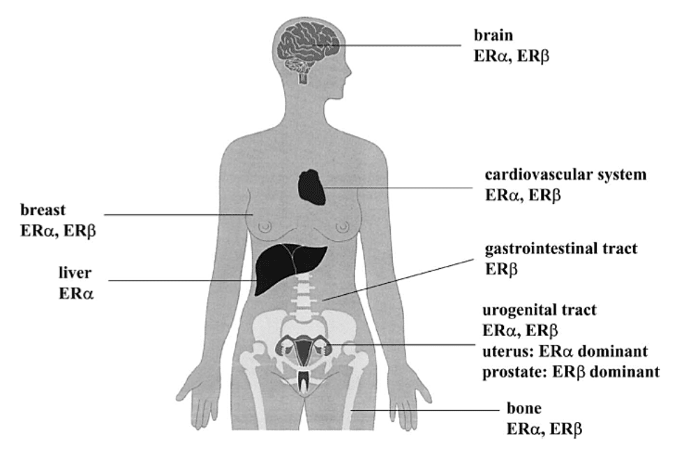 hormone diagram