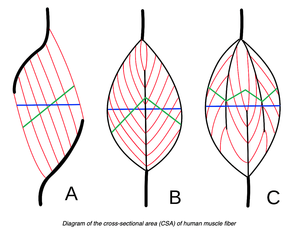 Diagram of the cross-sectional area (CSA) of human muscle fiber