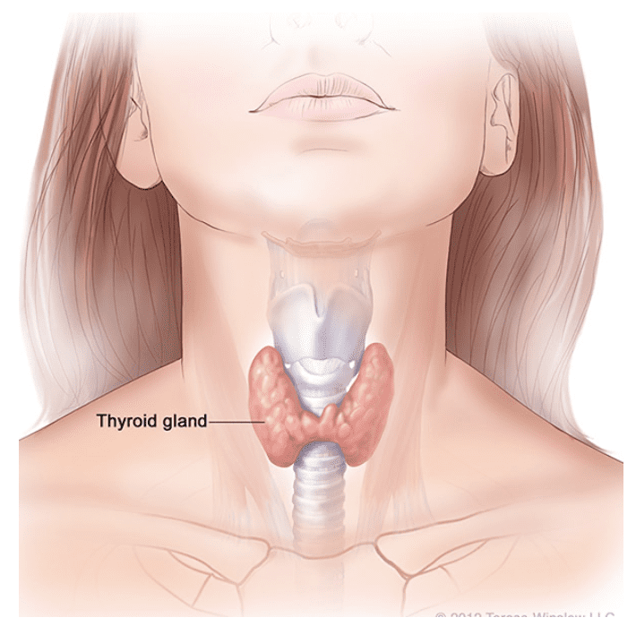 Thyroid Gland diagram
