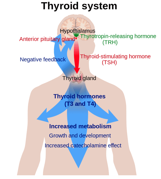 Thyroid System diagram