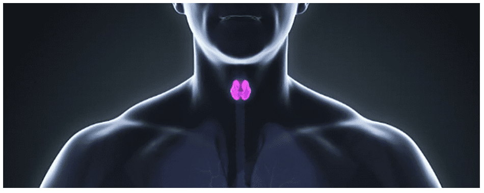 graphic of thyroid