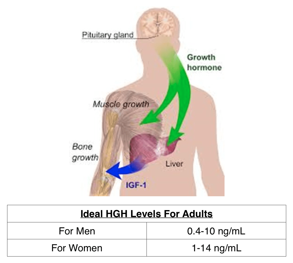 Ideal HGH Levels for Adults