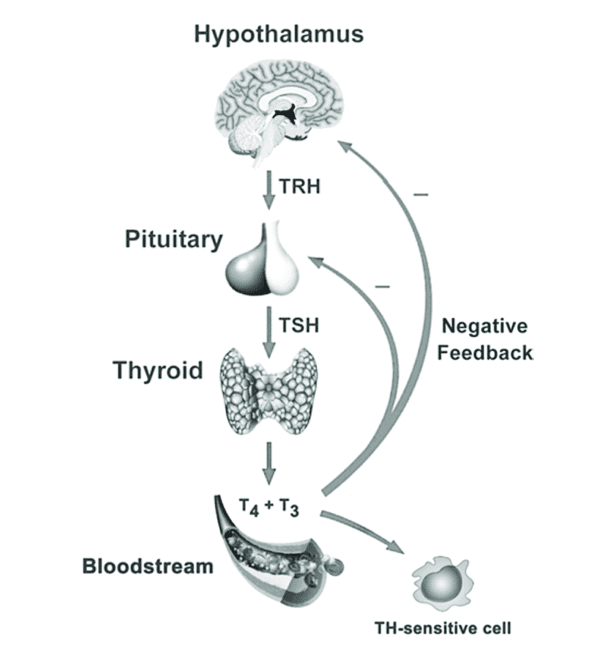Thyroid feedback loop diagram