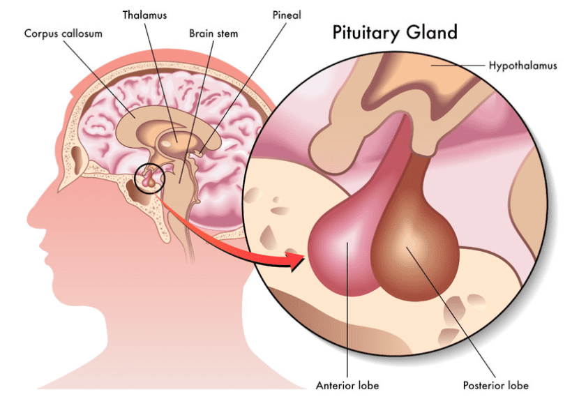 Diagram of Pituitary Gland